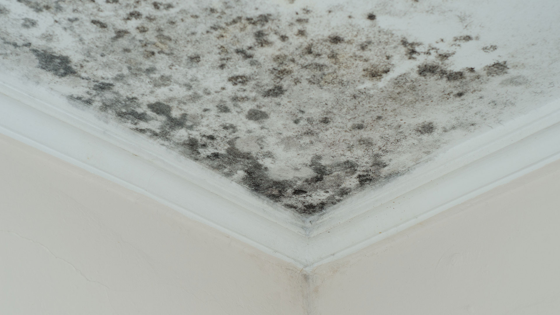 Mold Removal & Remediation services from Shambaugh Cleaning and Restoration in Columbus, Akron, Mansfield Ohio nearby area.